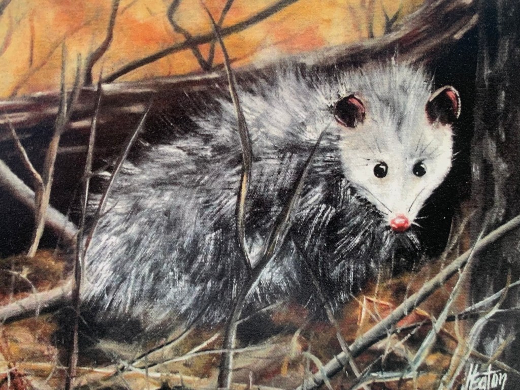 Opa the Opossum